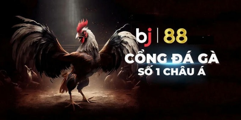 Chất lượng đường truyền ổn định khi tham gia BJ88 đá gà